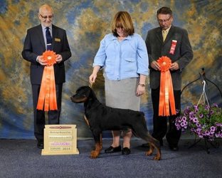 Bogie 4.5 months first baby puppy in show May 17 2014 - Click for Larger View